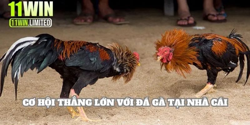 11win 13 Cơ hội thắng lớn với đá gà tại nhà cái