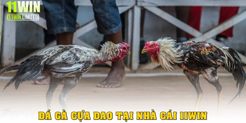 da ga cua dao thumb